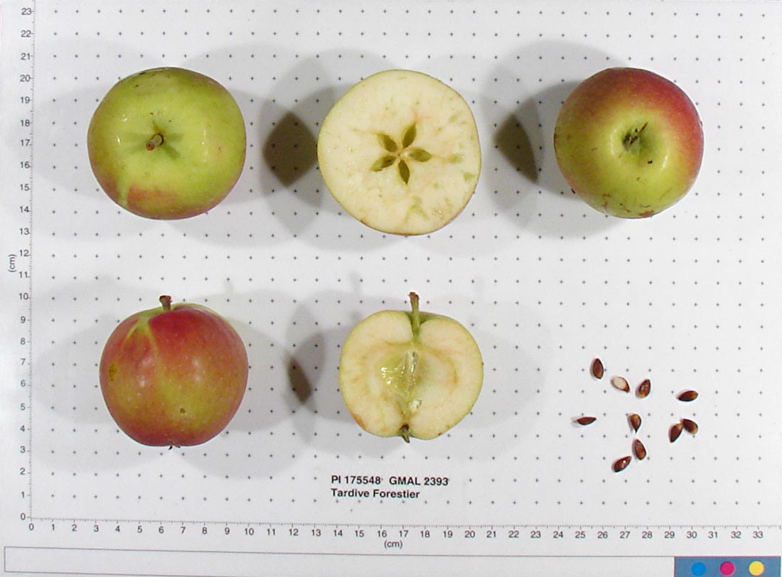 Apples weren't always big, juicy and sweet — ancient ones were small and  bitter