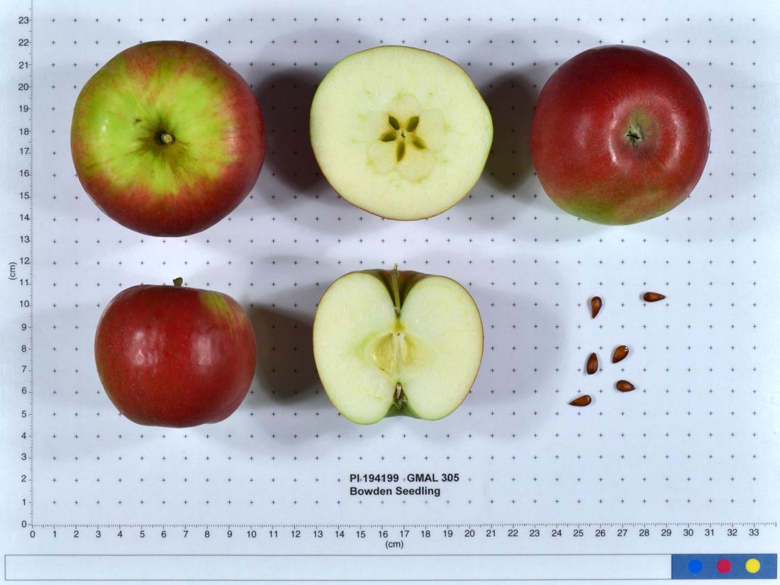 Index Of Apples Starting With B