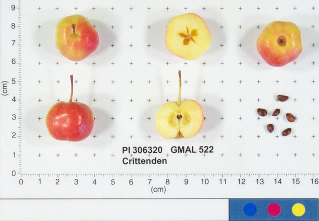 Crittenden