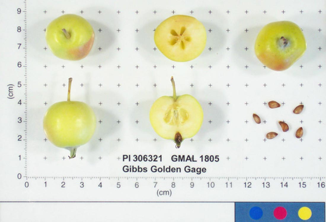 Gibbs Golden Gage