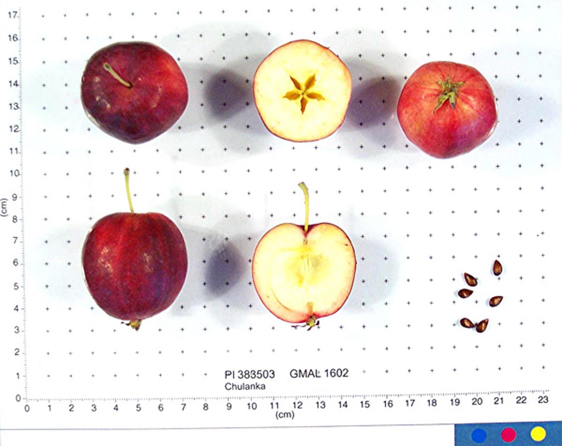 Index Of Apples Starting With B