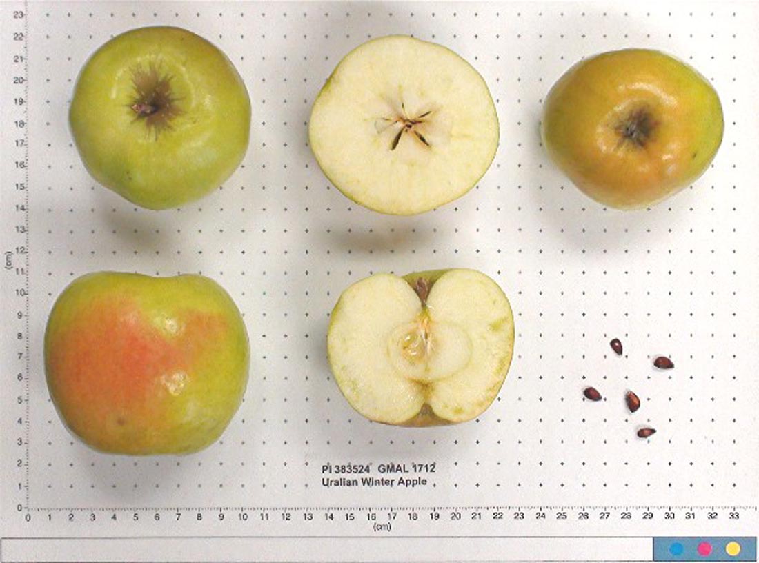 Uralian Winter Apple