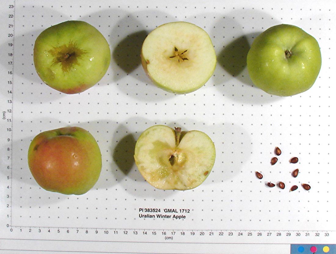 Uralian Winter Apple