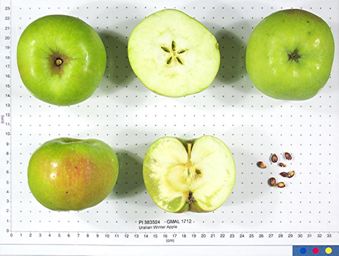 Uralian Winter Apple