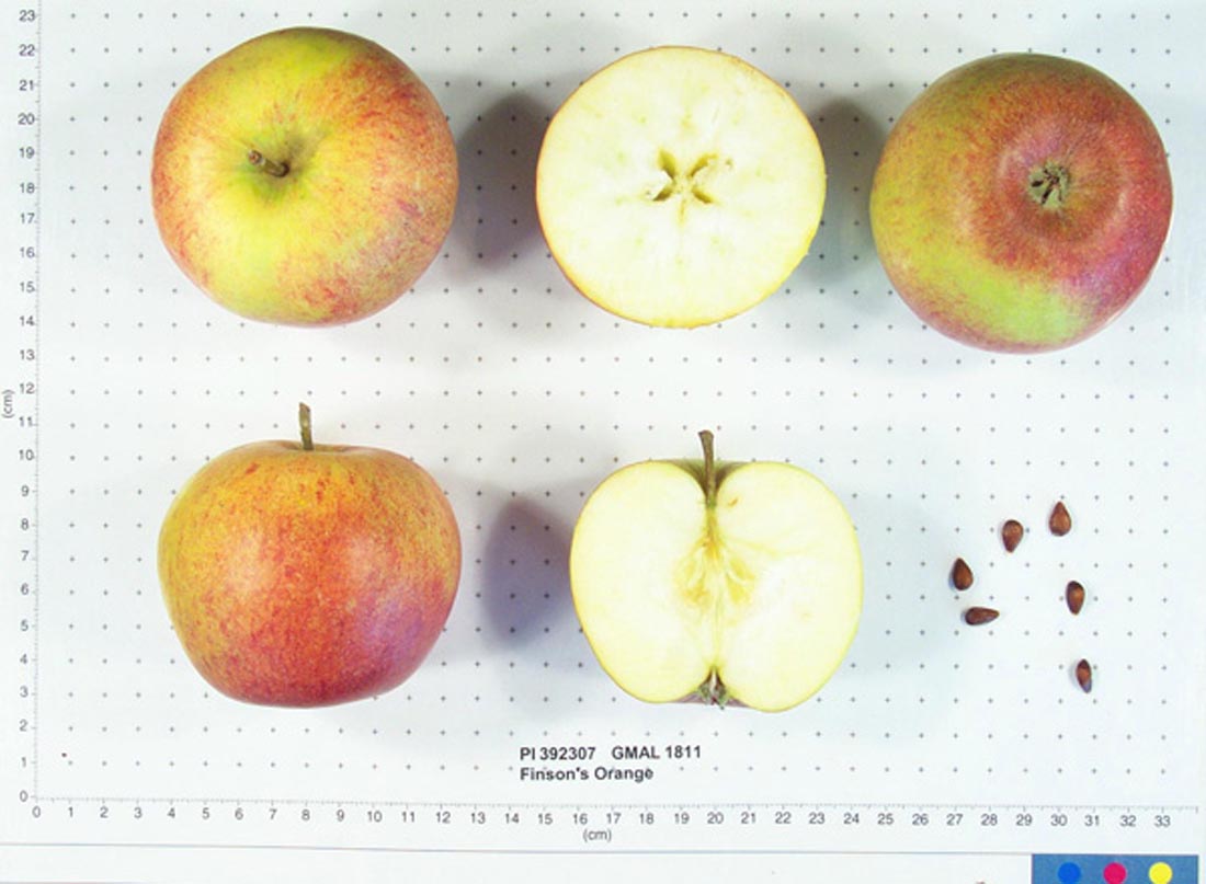 Finson's Orange
