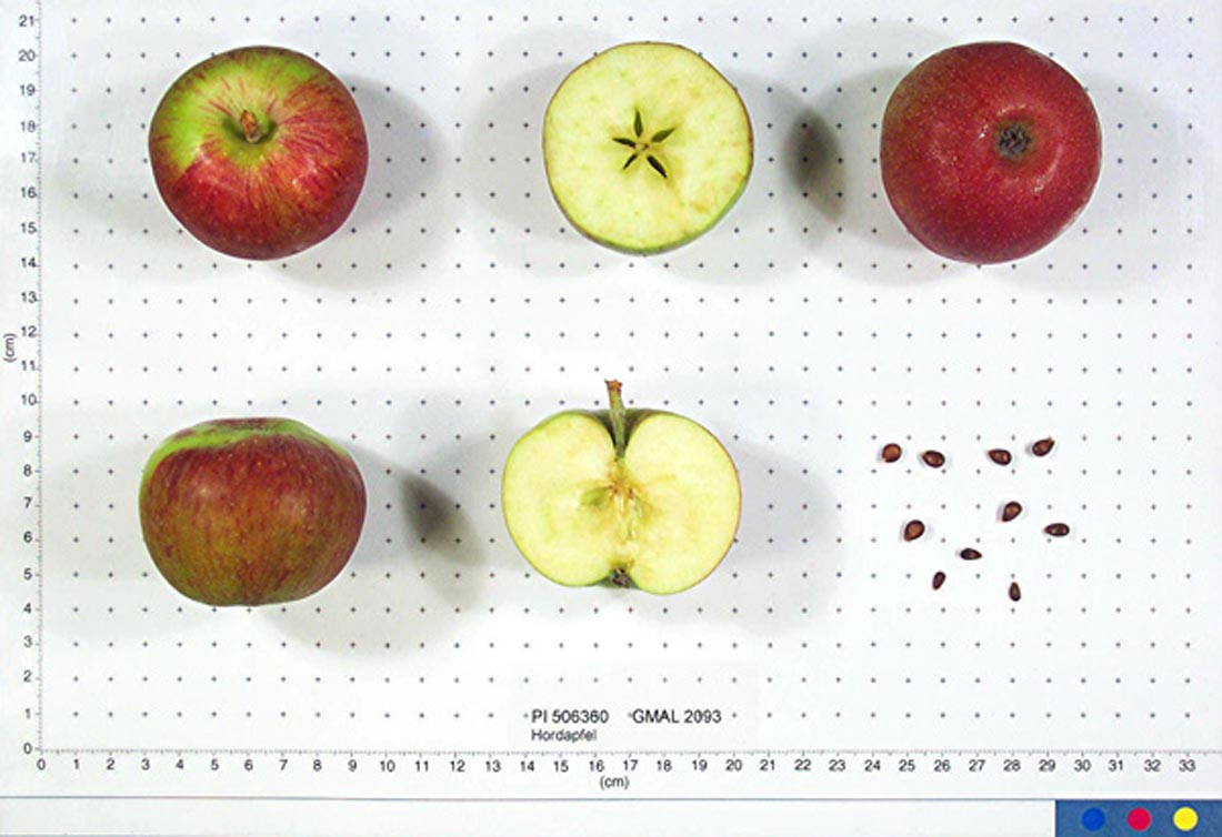 Hardapfel