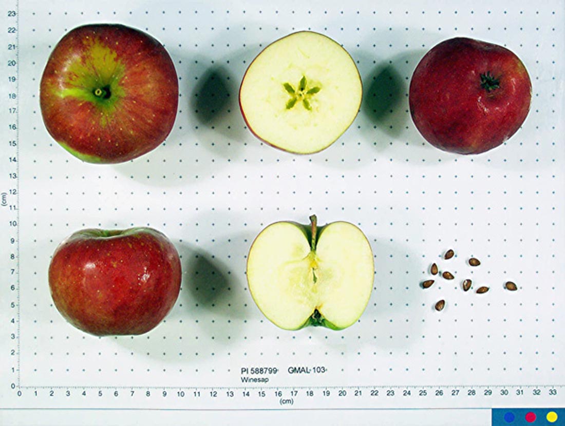 Winesap