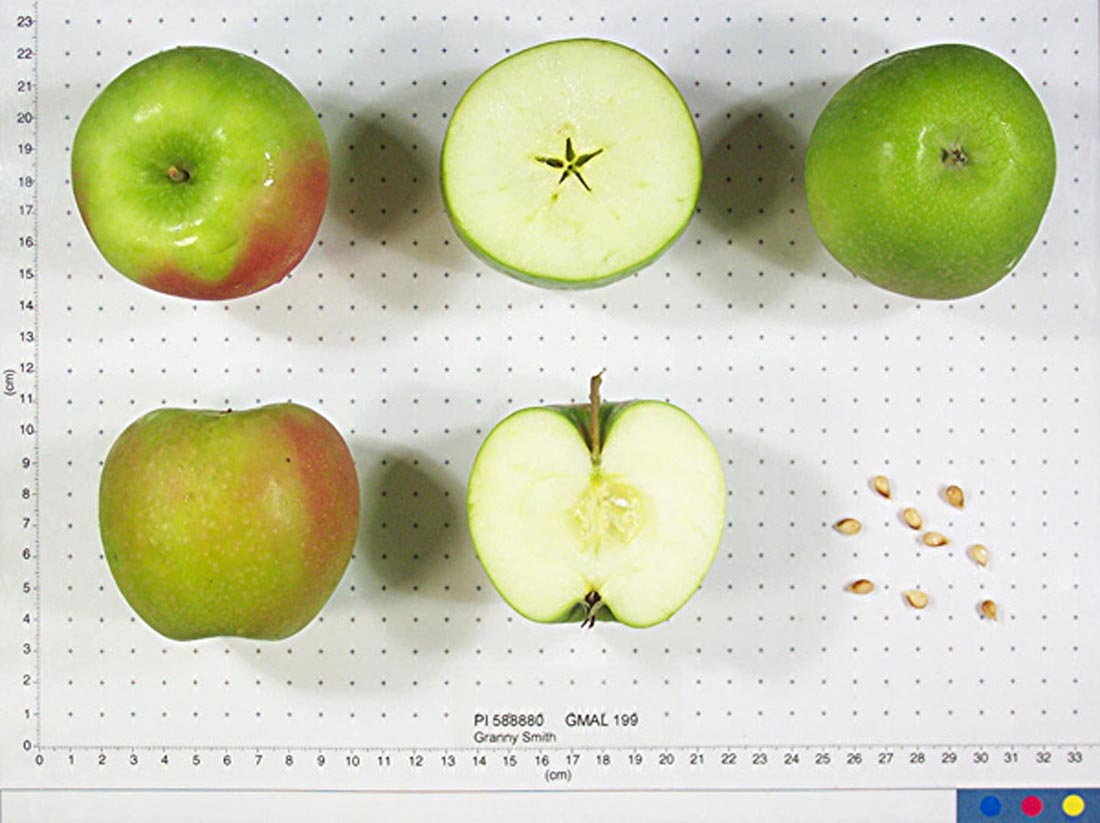 Granny Smith Apple – Determining Ripeness