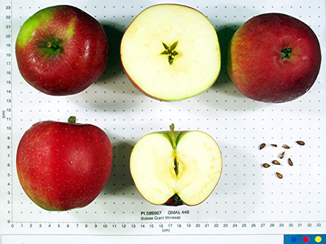 Bisbee Giant Winesap