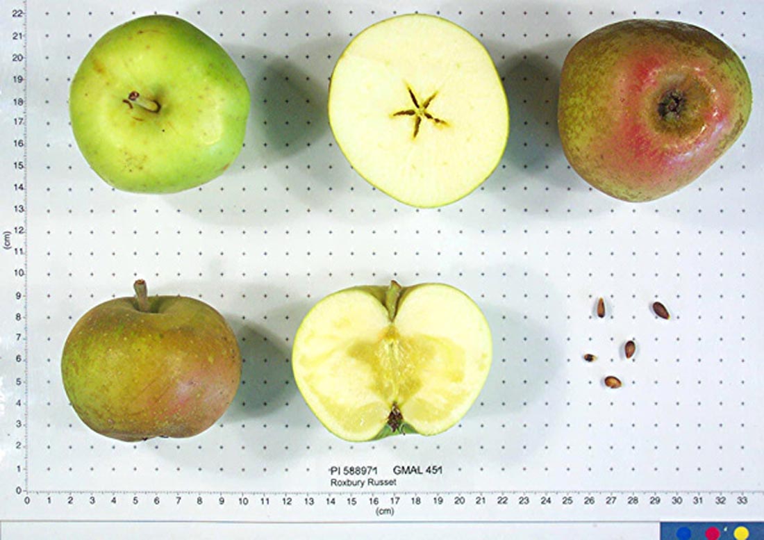 Roxbury Russet