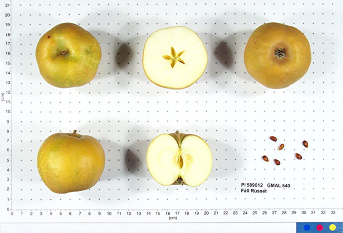 Fall Russet