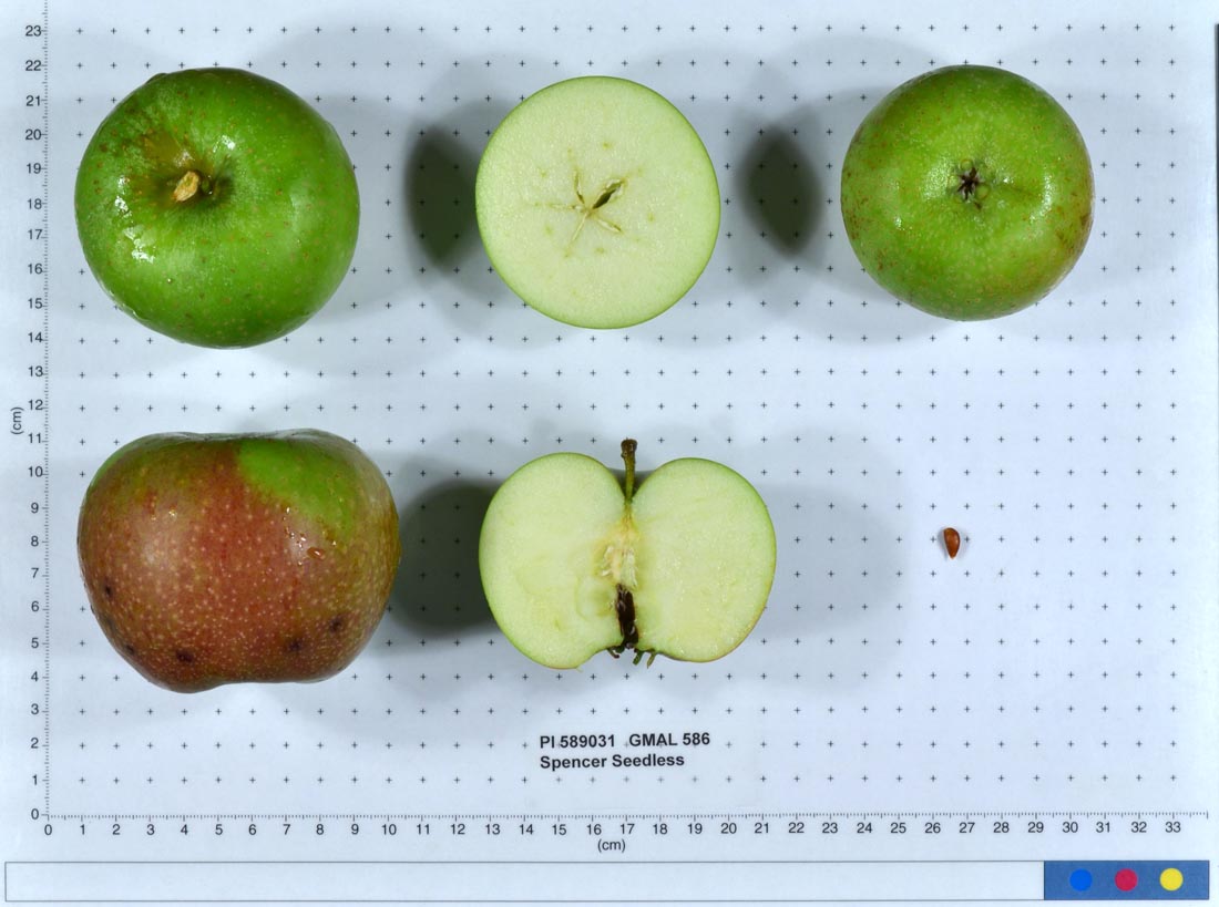 Spencer Seedless