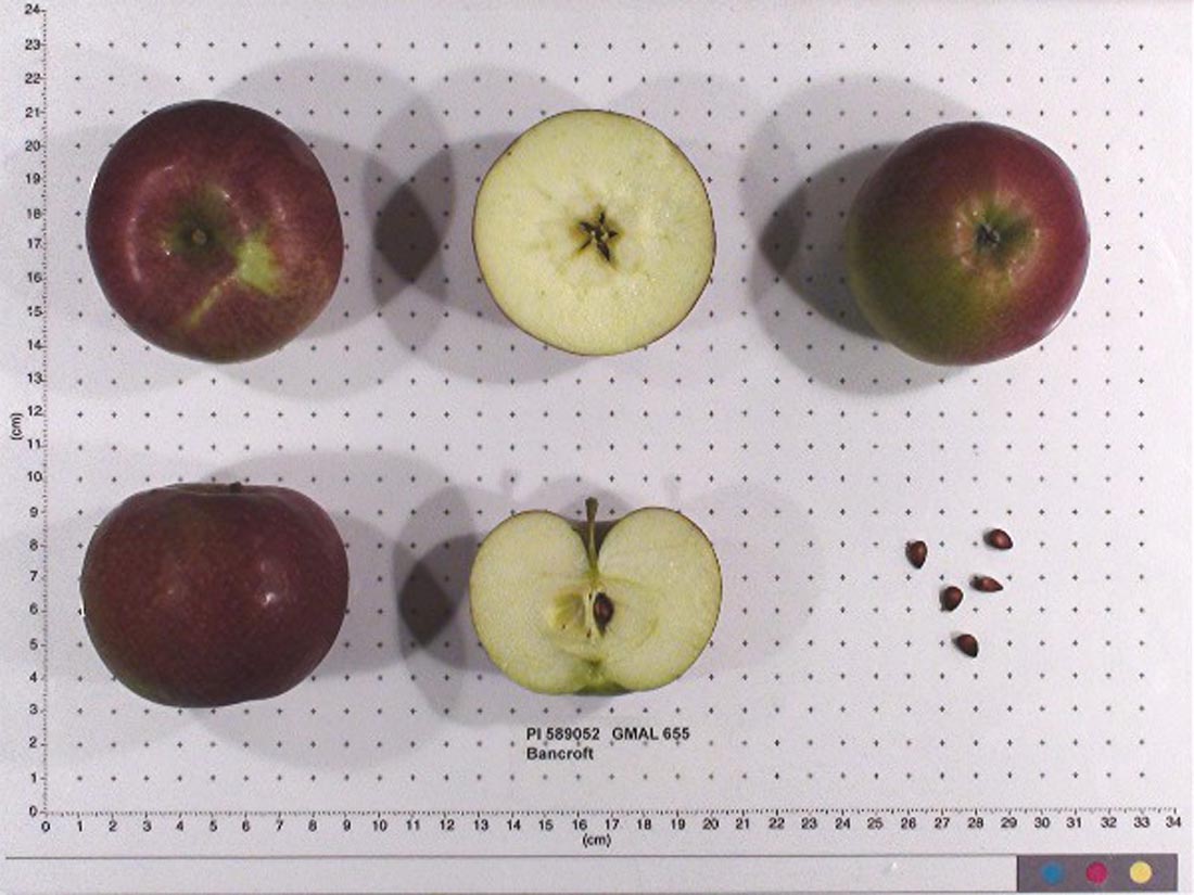 Index Of Apples Starting With B