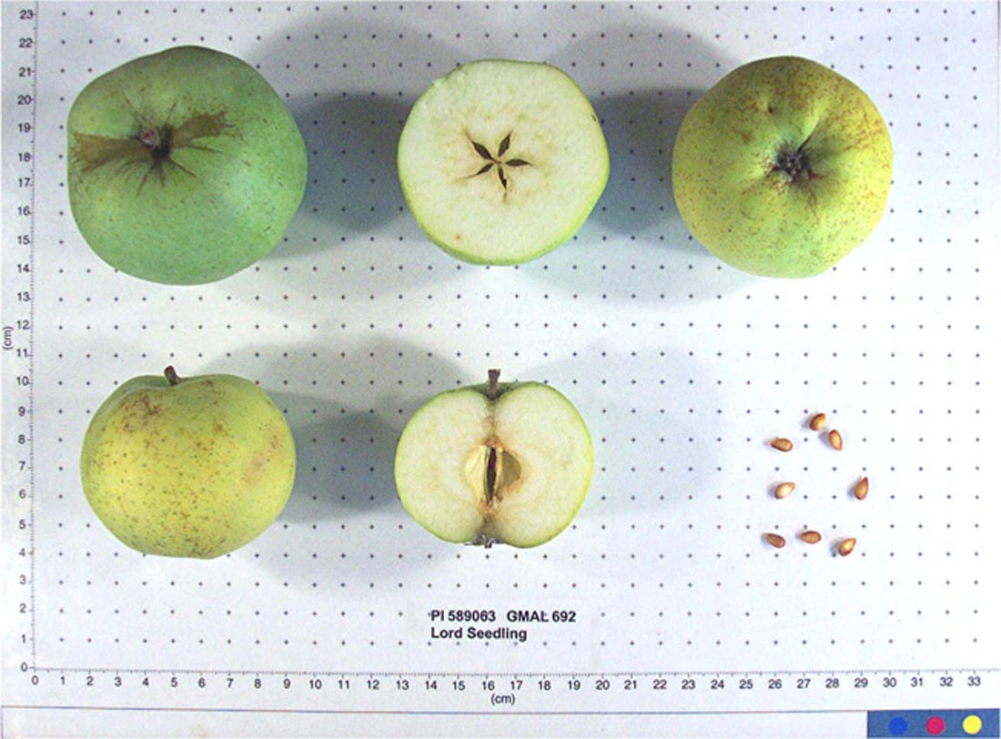 Lord's Seedling