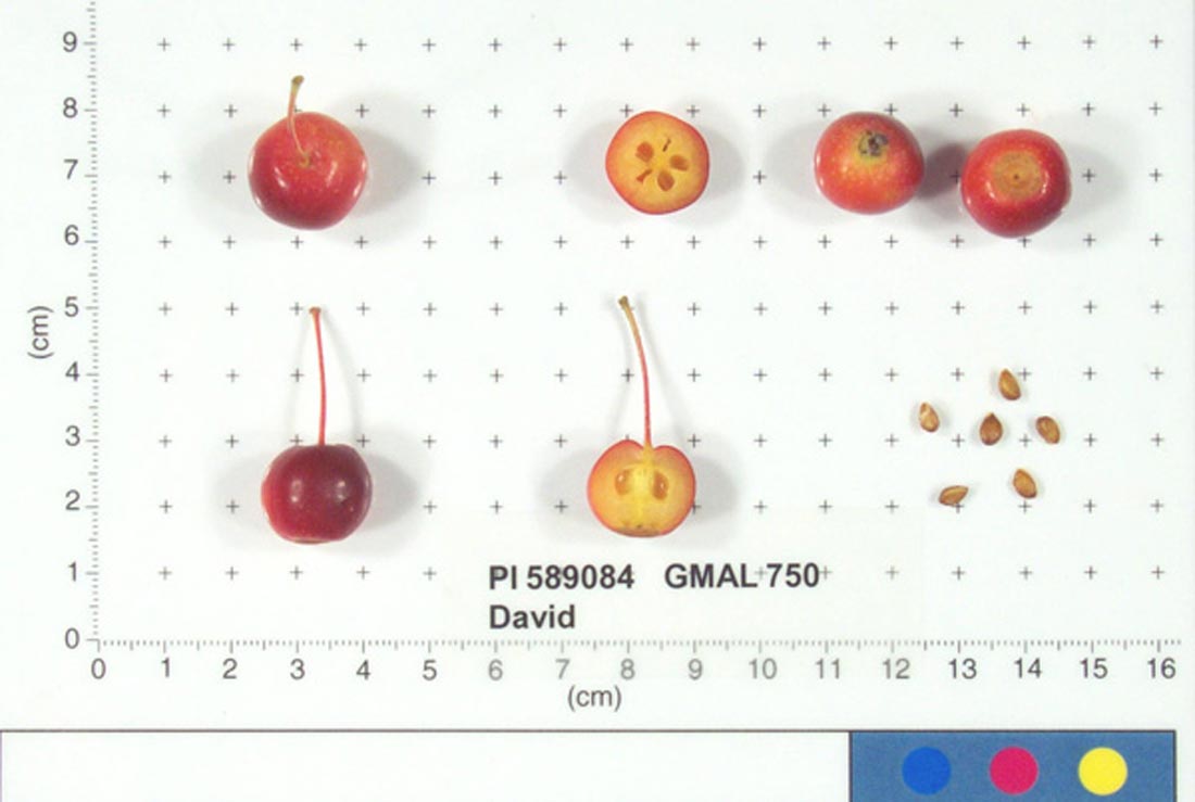David