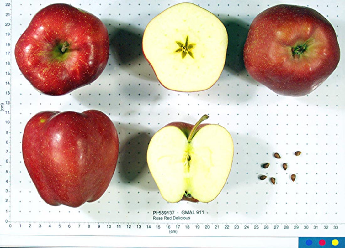 Rose Red Delicious