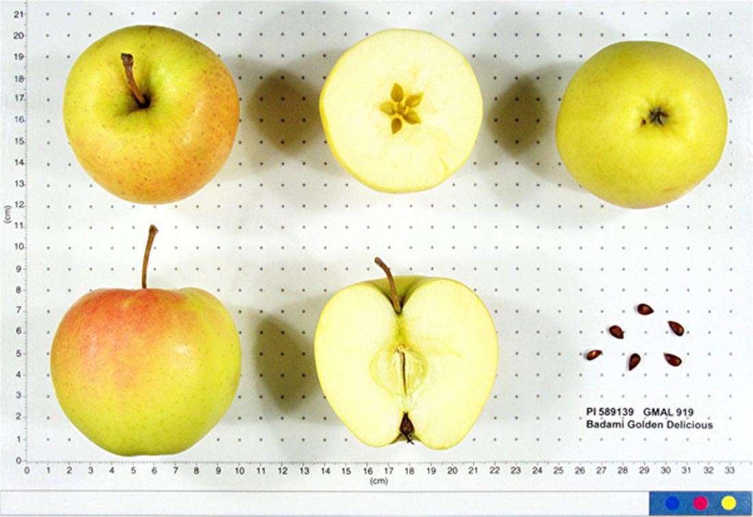 Index Of Apples Starting With B