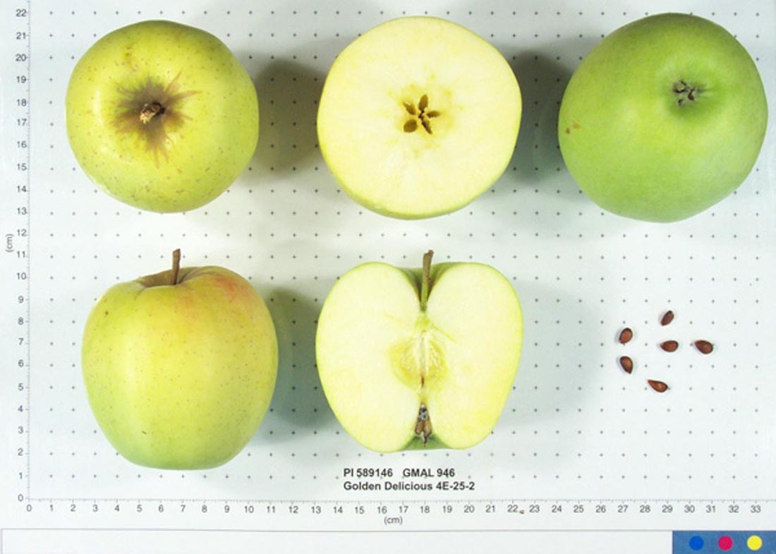 Golden Delicious 4E-25-2
