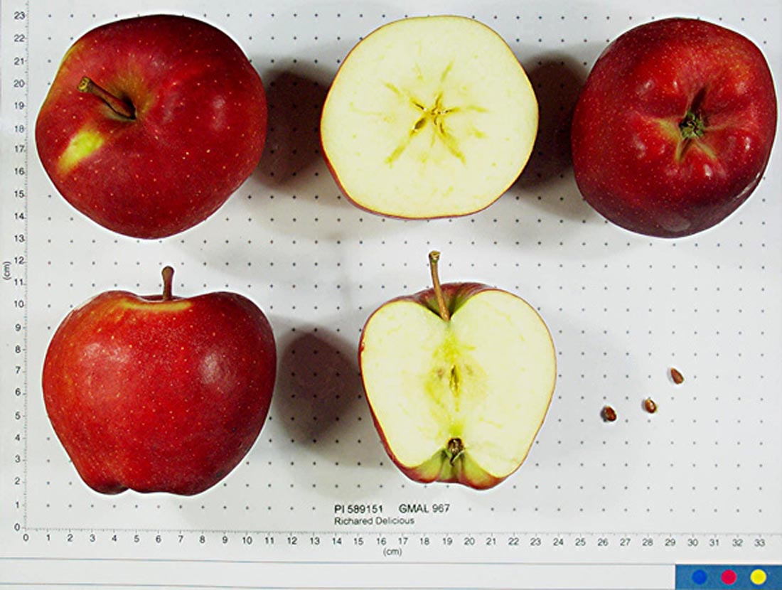 Richared Delicious