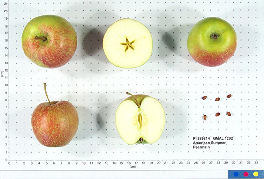 American Summer Pearmain