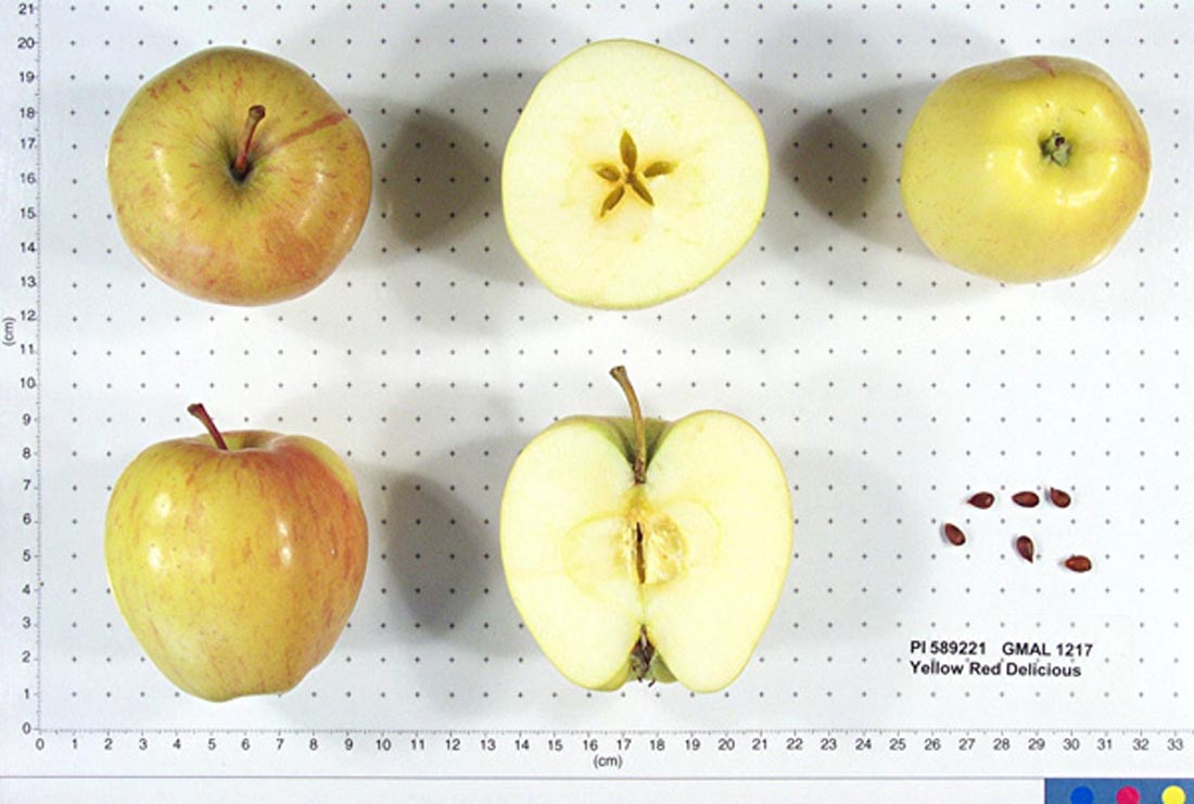 Yellow Red Delicious