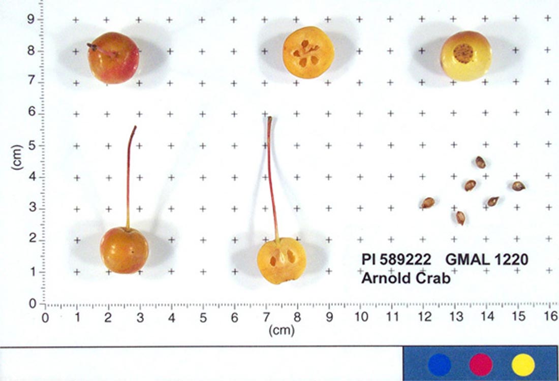 Arnold Crab