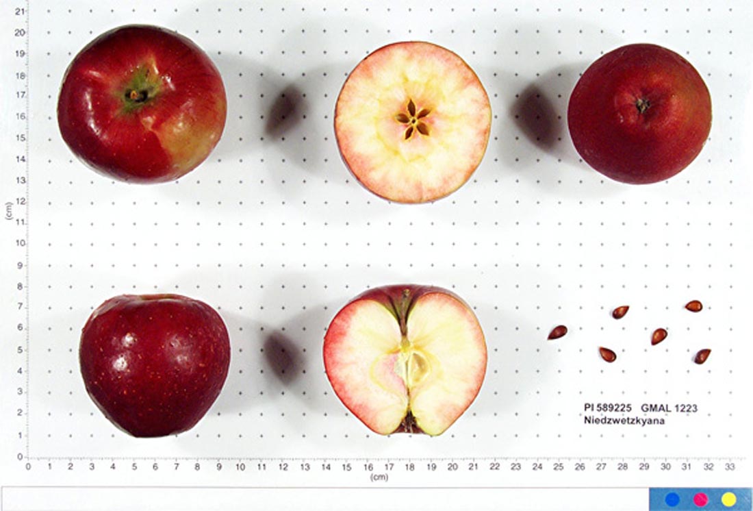 RF: Niedzwetzkyana's Apple