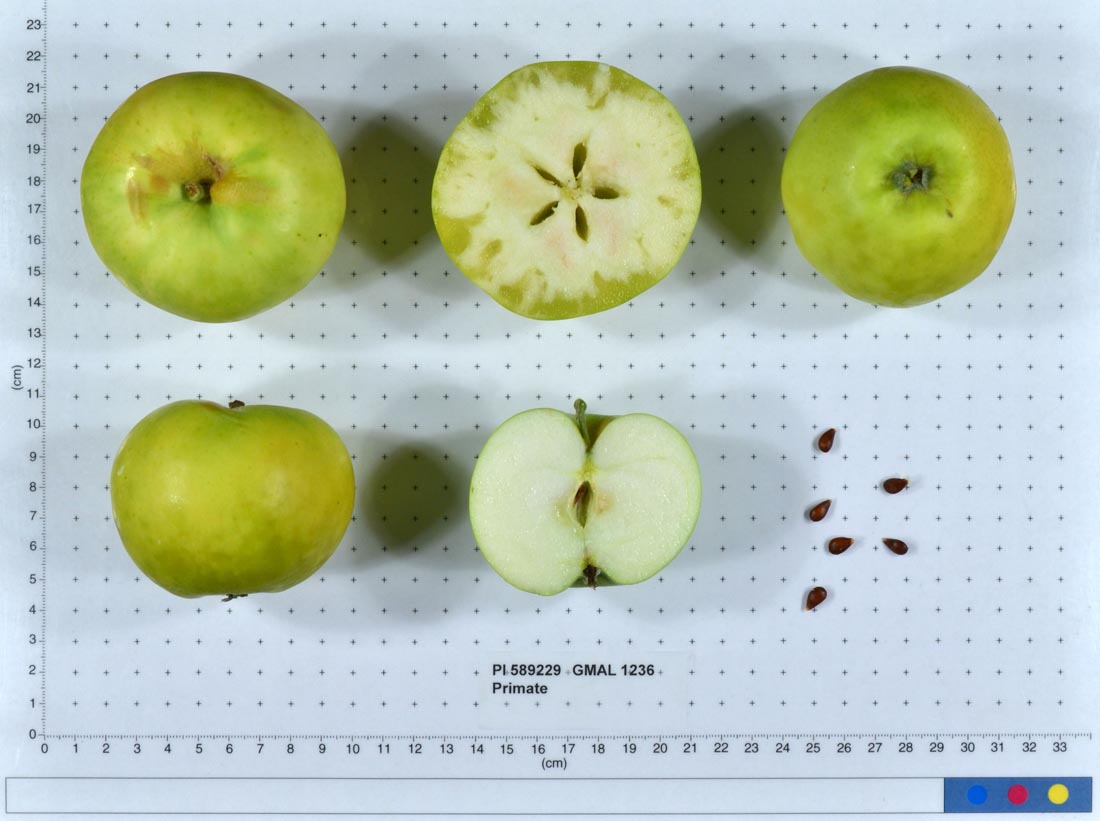 Apples In Pollination Group B