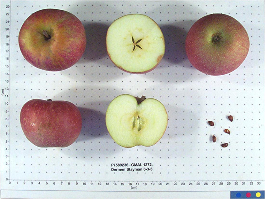 Dermen Stayman 6-3-3