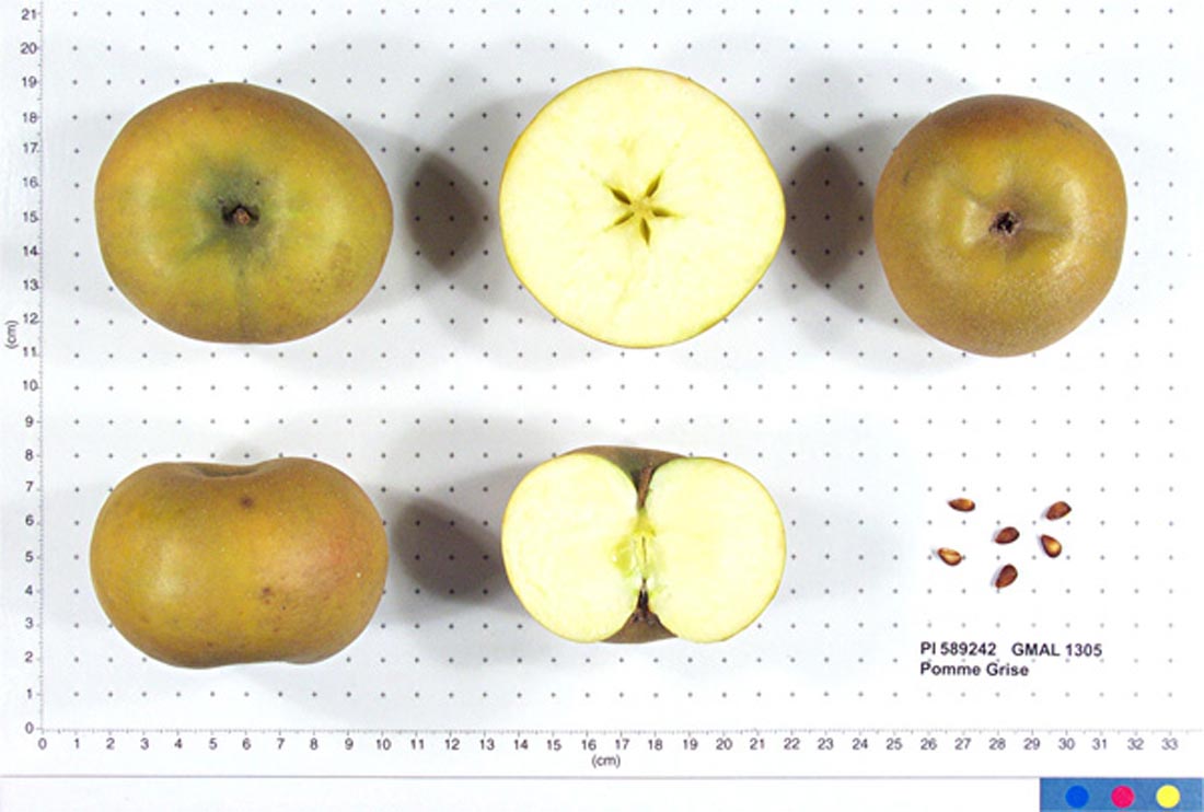 Pomme Grise