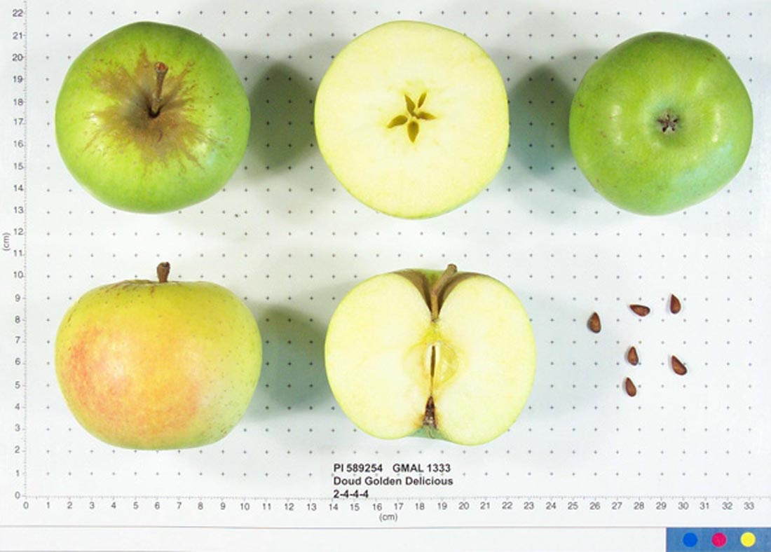 Doud Golden Delicious 2-4-4-4