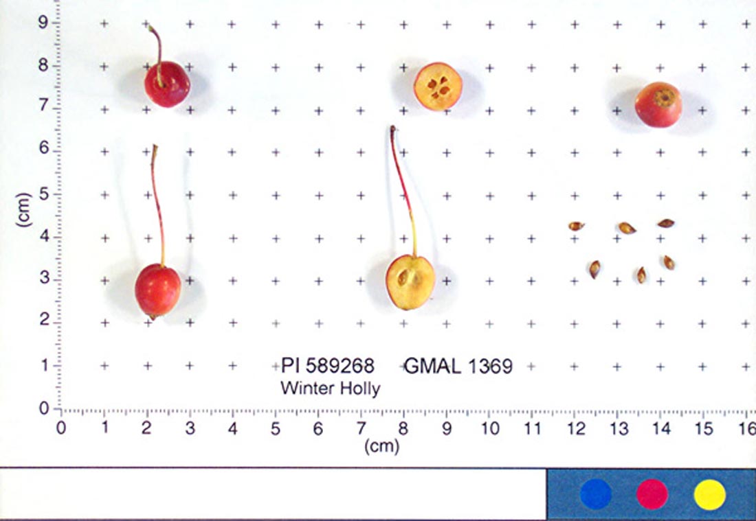 Winter Holly
