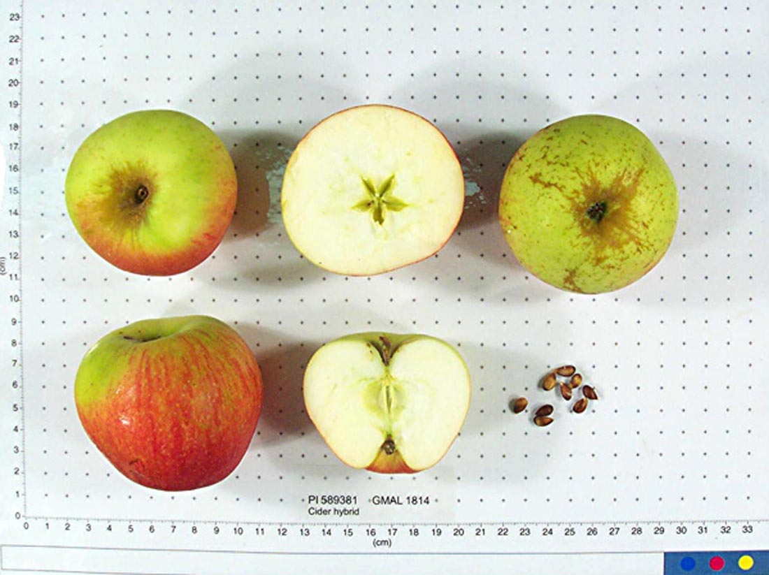 Cider Hybrid