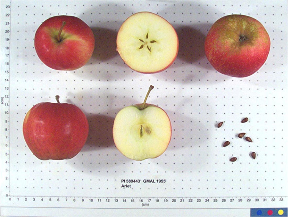 Apples in pollination group B