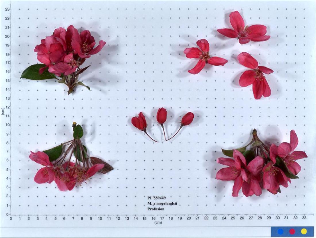 Profusion