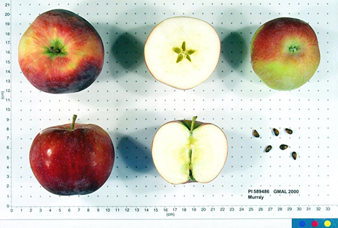 Apples in pollination group B