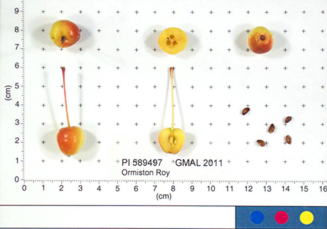 Ormiston Roy