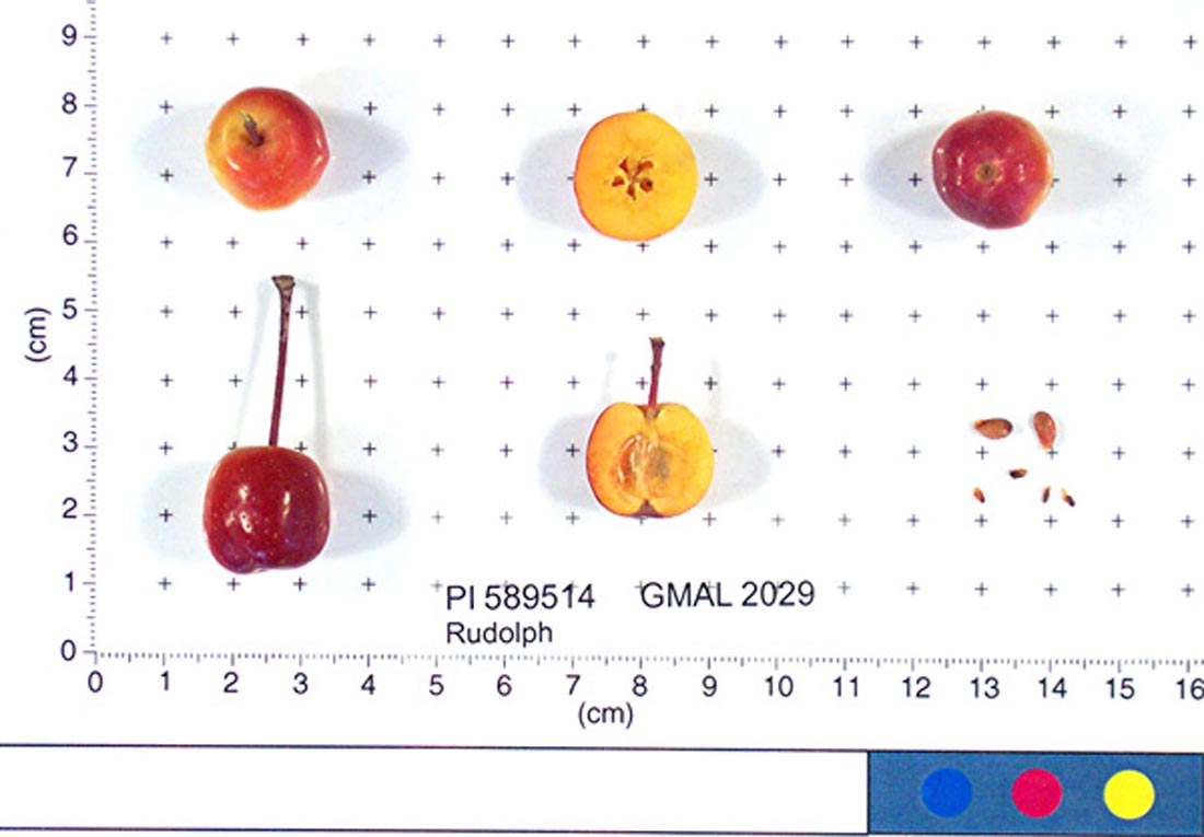 Rudolph