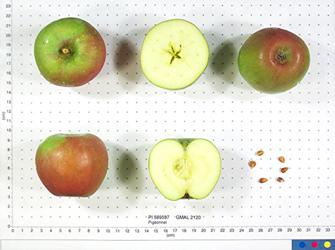 GRANNY SMITH apple fruit seedling - FRUTI KOMERC