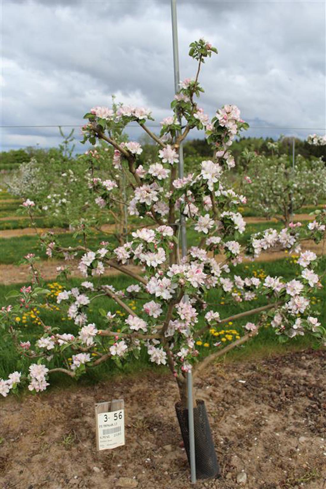 Rosemary Russet