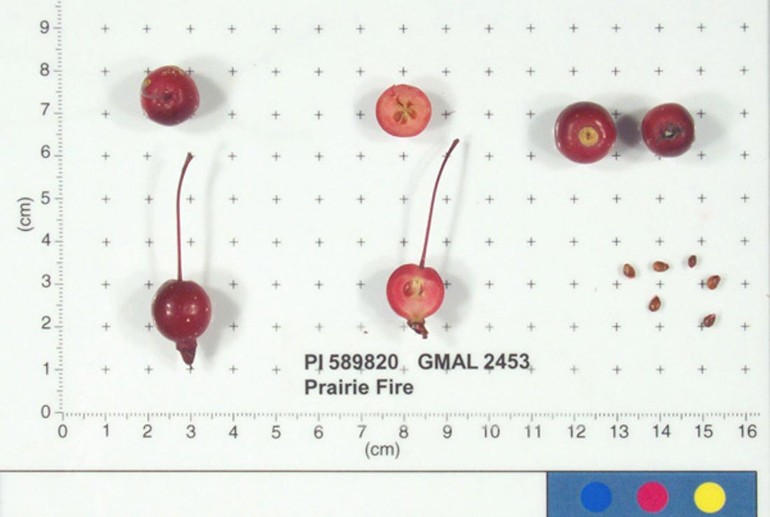 Prairie Fire