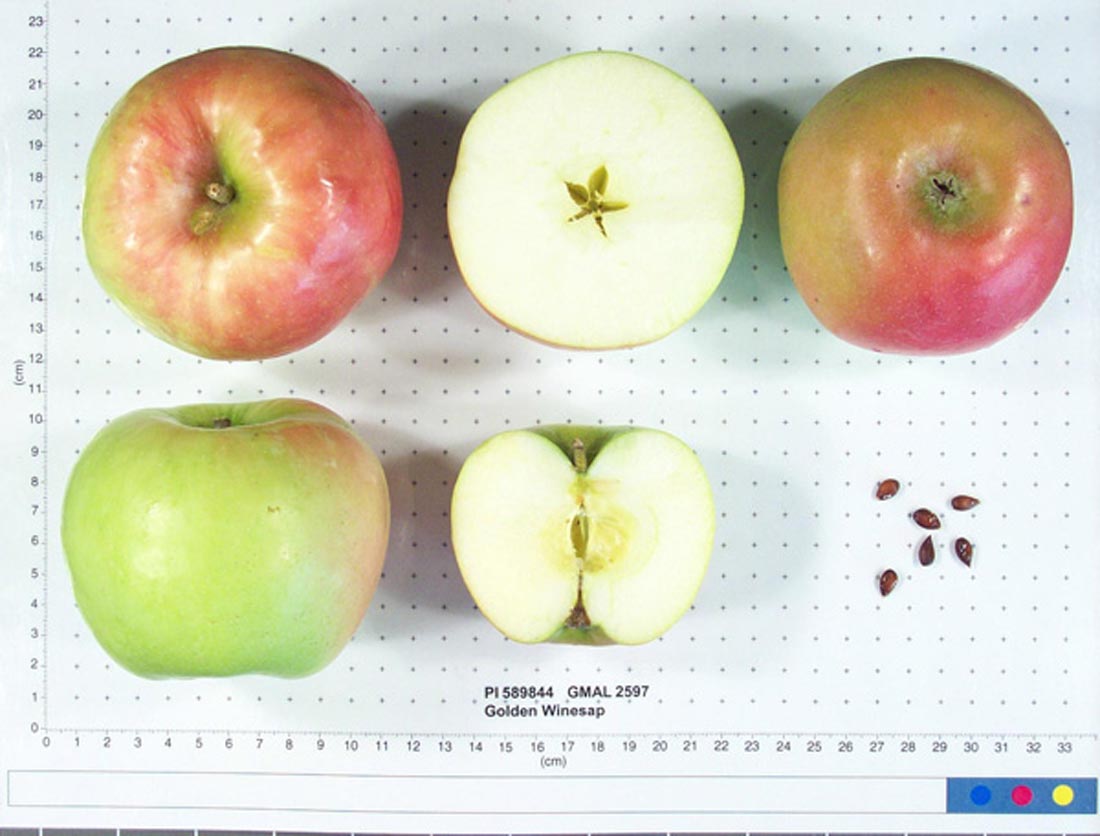 Golden Winesap