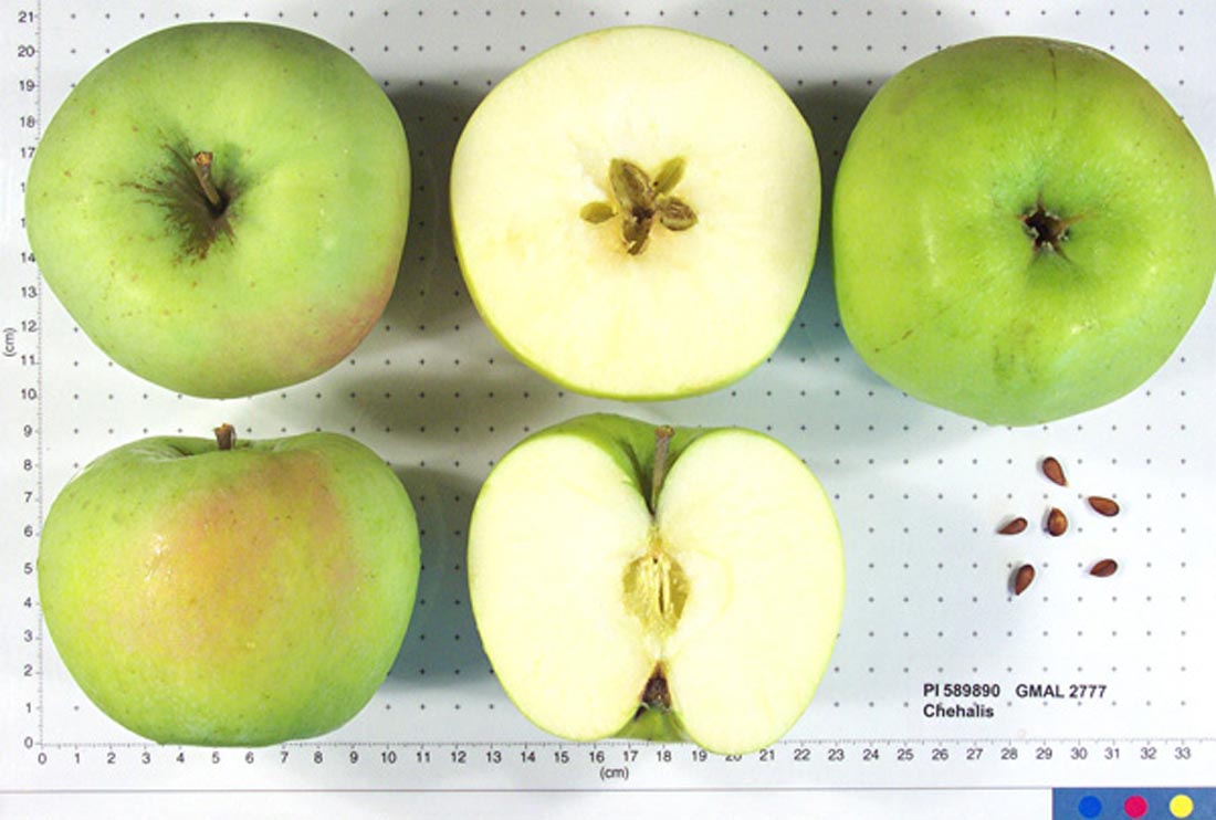 Apples in pollination group D