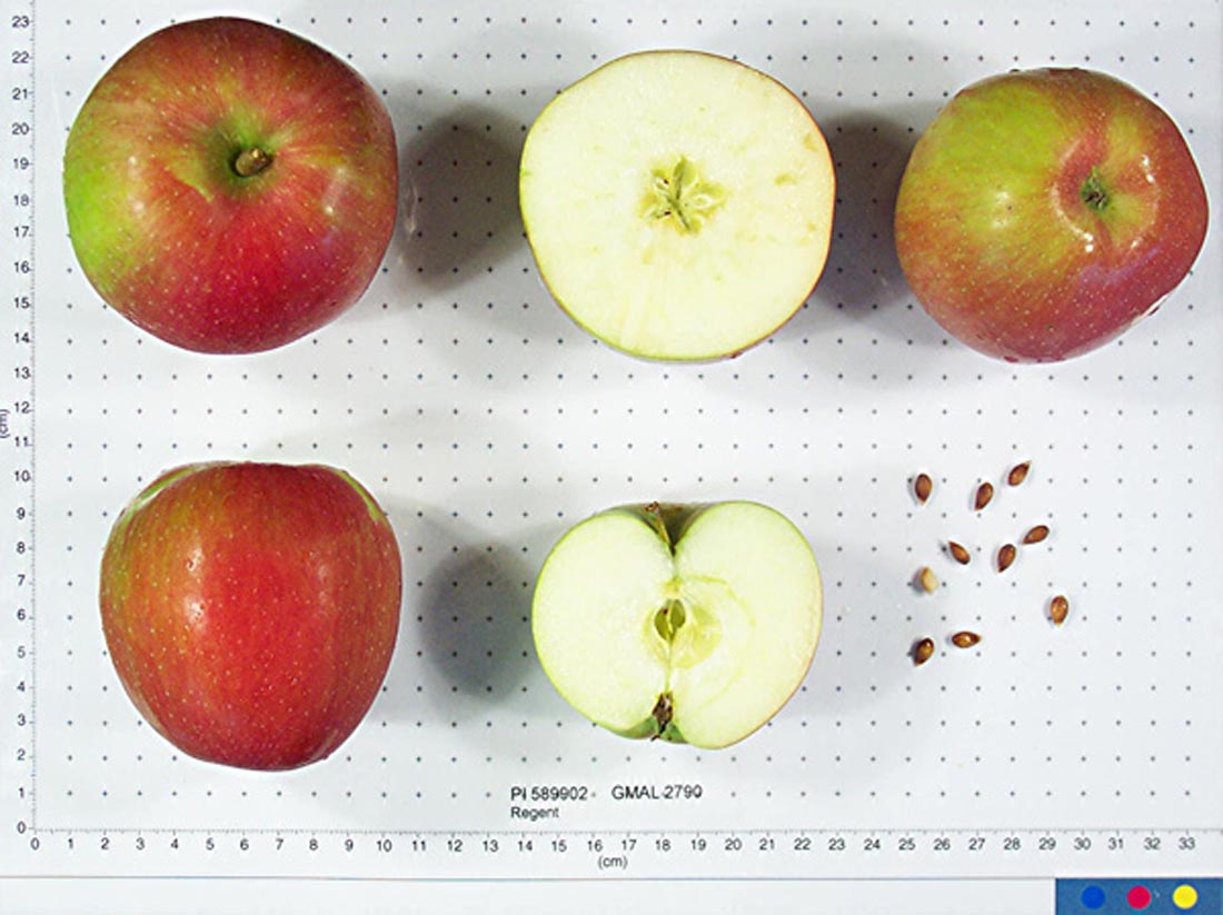 Redlove Era Apples - Types of Apples