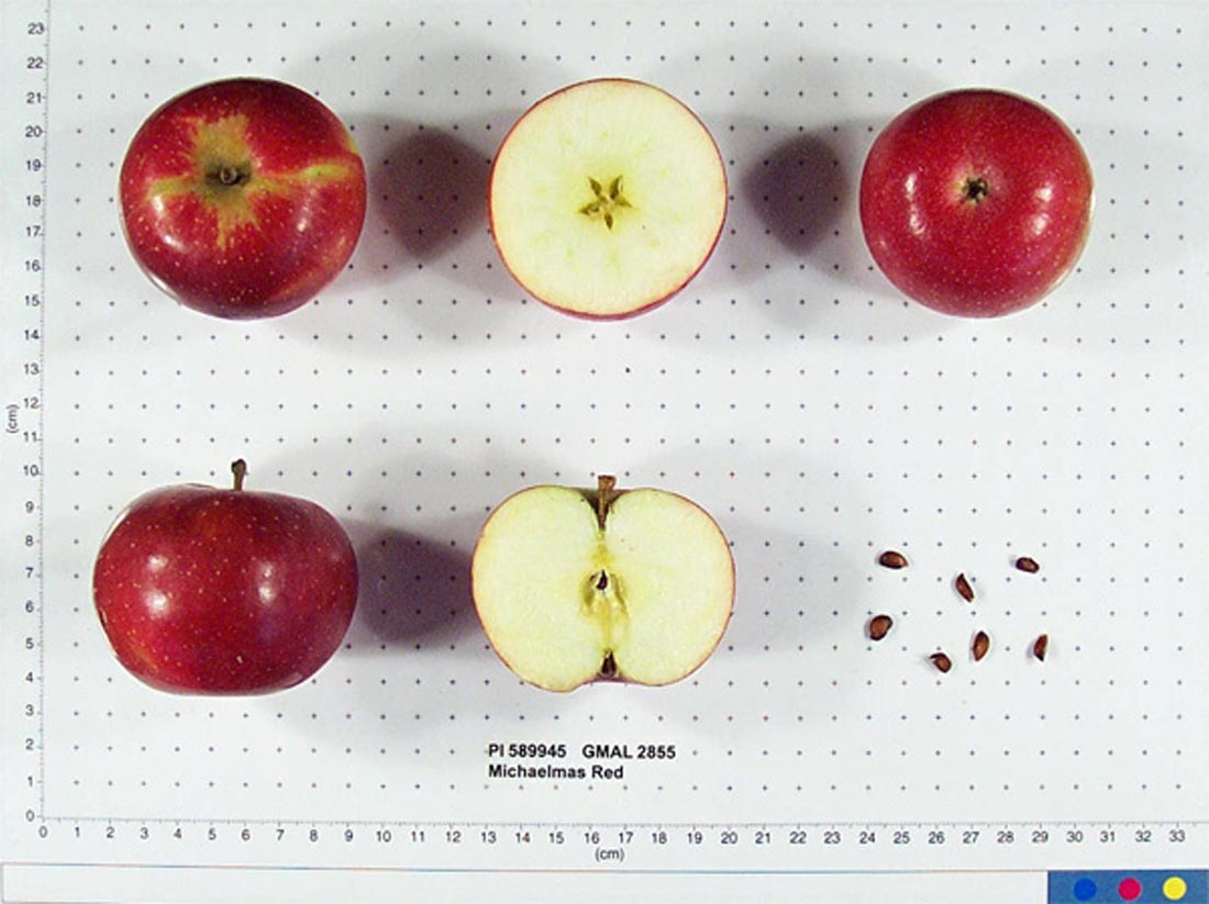 Tydeman's Michaelmas Red