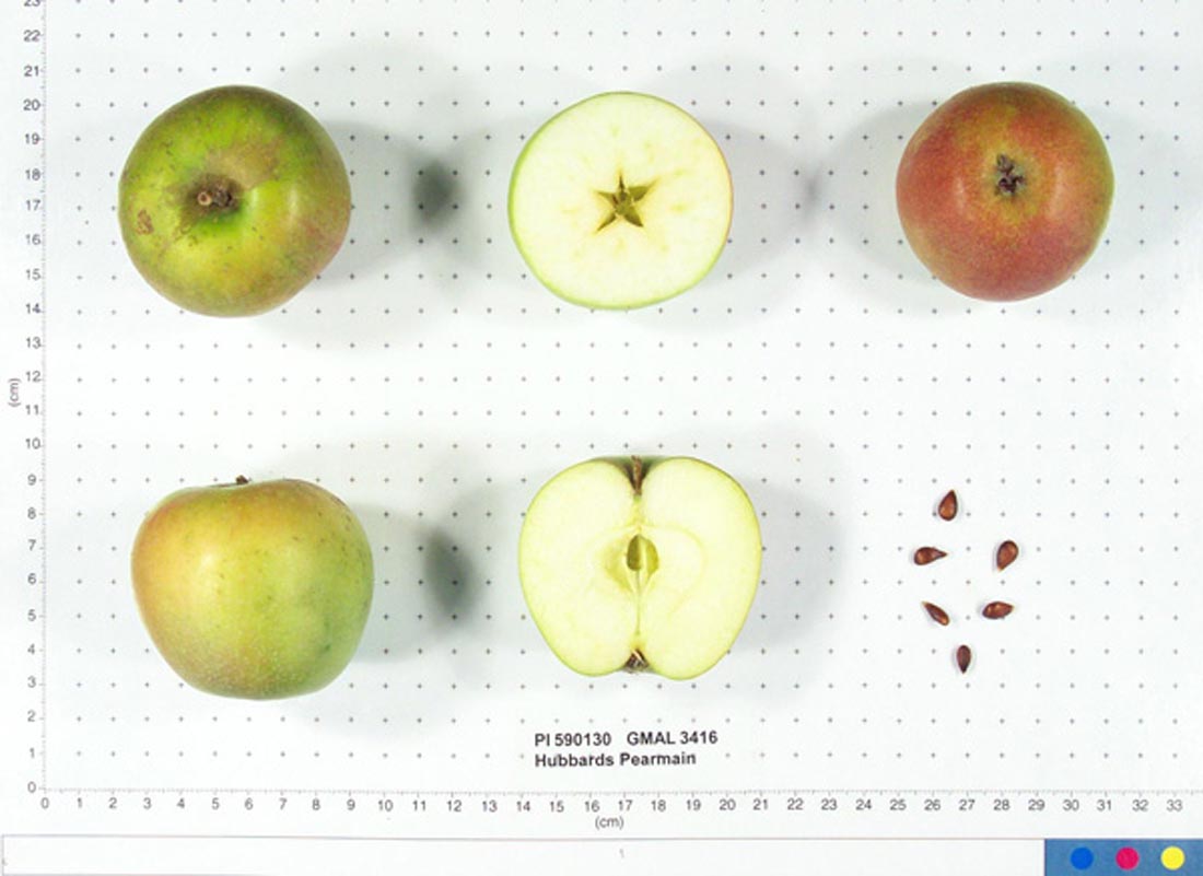 Hubbard’s Pearmain
