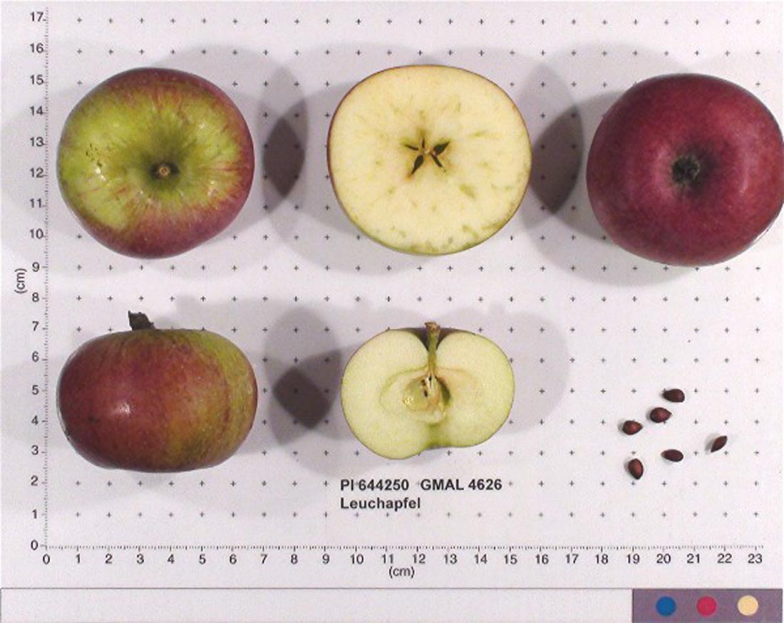 Leuenapfel